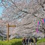 【つつじが岡公園】グンマーの春