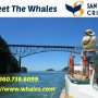 Meet The Whales at San Juan Islands