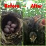 珈琲蔵の鳥の巣のタマゴ、無事に孵化！！！！五羽とも元気(ﾉﾟ∀ﾟ)ﾉ巣が狭いのに……カラダがむれて痒かったりはしないんだろうか？(笑)