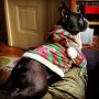 The Head Elf really is a little doggy Diva.

Buttons is still feeling very festive from the holidays. 
#frenchie #frenchbulldog #frenchielove #elfyourpets
