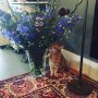 Dank jullie wel lieve mensen van Vereniging Bartimeus Sonneheerdt voor deze prachtige bloemen :) Mientje is ook verliefd!! #earcatch #watson #flowers #cat