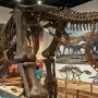 【那須野が原博物館 大恐竜展Ⅱ】立像だとやっぱ見上げるほどデカいｗ 