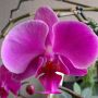 Roze orchidee