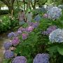 【幸手市権現堂の紫陽花】日陰の花はもうしばらく保ちそうです