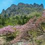 【グンマー】妙義山さくらの里の八重桜 こちらも例年GWに見頃を迎えます
