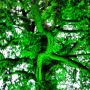 It's a hulk tree!