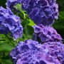 【太平山 あじさい坂】やっぱりこの時期の花は紫陽花すなぁ 曇ってても綺麗に撮れる♪