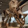 【那須野が原博物館 大恐竜展Ⅱ】トリケラトプスさんの特徴的なツノやフリルって格好良いよね 