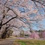 【桜紀行2014】矢板市・長峰公園の桜 県内の満開のソメイヨシノを拝むのもこれが最後かなぁ...