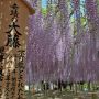 【あしかがフラワーパーク2015】まずは同園のシンボルであり代名詞ともなっている大藤から 今年は夏のような天気が続いている事からはやピークを過ぎた感があります 来園はお早めに