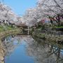 【桜紀行2014】真岡市・行屋川水辺公園の桜 今日は風があってなかなか水面が落ち着いてくれませんでしたが小一時間粘ってかろうじて1枚撮れた♪