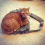 Every morning my cat claims my bag. He doesn't want me to leave apparently.