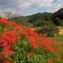 【那須町・簑沢】今は少なくなったおだがけの田園を彩る彼岸花の群生地です