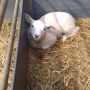 Kiek t schattig zijn!