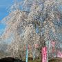 【天平の丘公園】ソメイヨシノよりも枝垂れ桜の方が好きな俺ガイル