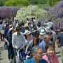 【あしかがフラワーパーク2017】この植物園と思えない人の多ささえ無ければ本当に良い場所なんだけどなぁｗ 行きも渋滞、帰りも渋滞、園内も大渋滞とか(以下略