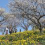 【那須塩原市・東那須野公園】栃木北部の同園でも白梅が見頃を迎えました！ 