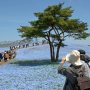 【ひたち海浜公園2016】みはらしの丘に到着！ 今年は花が咲かずに青い絨毯が剥げているいるように見える箇所がちと目につきますが快晴の空の下、咲き誇るネモフィラはやっぱり綺麗だわ～ (人´∀｀)．☆．。．:*･ﾟ 