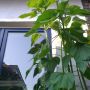 Zonnebloemen #skyisthelimit