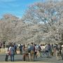【天平の丘公園】着いた頃はまだ曇り空でしたが地元紙に取り上げられた事もあって今日は見物のお客さんでいっぱい みんな桜を待ってたんだねぇ