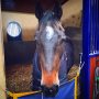The best ones always know where to look 👀 
#vakarlos #timlips #champ
