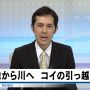 コイのお引越し