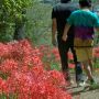 【茂木町 城山公園】彼岸花の季節が終われば次は紅葉か～ 早いもんだなぁ
