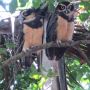 #CostaRica #Owls #CapitalJazzCruise