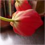 tulpen #bloemen #voorjaar #lente #rood 