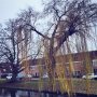 Winter blues 🌫🌫
#treur #wilg #willow #opzuid #aandewilgen