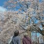 【天平の丘公園】見上げれば春の色 今の所、栃木県内では桜が見頃になってるのってここくらいのモンだからなー そりゃ人が集まる訳だ 