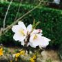 Tuin. Amandelbloesem. 