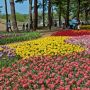 【ひたち海浜公園】続いてはチューリップ編 ピークは過ぎたものの、まだまだ見頃です これだけ咲き揃っているとなかなか壮観ですねー