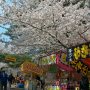 【埼玉県・大宮公園の桜】自由広場は露店でいっぱい 