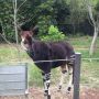 オカピ。初めての見たよ。オカピ。
動物園のお土産屋さんで、【オカピ】っていう、おかきと柿ピーのセットを売ってて、感心しました。