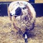 🐑