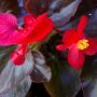 Plantjes in de tuin #begonia