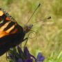 In de krul #vlinder #natuur #polder