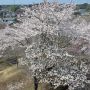 【桜紀行2014】市貝町・記念樹の森の桜 展望台から見下ろす桜はなかなか綺麗です