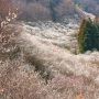 足利の隠れた梅の名所「西渓園」 満開時、山の斜面を川の流れのように埋め尽くす梅林が見事です 残念ながら今年はまだほとんど咲いてないらしいｗ