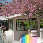 【天平の丘公園の八重桜】列車の通る道路脇に脚立を立てて撮ったった 乗ってる人から変な目で見られたのは言うまでもないｗ 