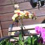 3 bloeiende orchideeen