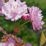 八重桜