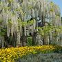【あしかがフラワーパーク】藤以外の花もいっぱいな園内