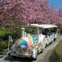 【天平の丘公園の八重桜】桜並木を列車が行く