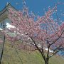 【宇都宮城址公園の河津桜】城址なのになかなか桜とお城を合わせて撮れる場所がないのはさすが宇都宮だけあるｗ ※城址復元に用地買収諸々で100億円超かかったというお話が(ﾎﾞｿｯ