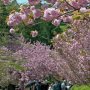 【天平の丘公園の八重桜】今年の桜見物(&撮影)はこれで最後かなー 