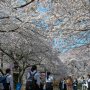 【埼玉県・大宮公園の桜】ここの桜は今週末くらいまでは見頃は続きそうです 週末の雨が花散らしとならないといいのですが・・・ 栃木の桜も早くこれくらい咲いてください～ 
