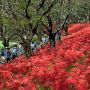 【権現堂堤の彼岸花】花ある所に人の波あり これだけの群生地が無料開放されているのがまた素晴らしい