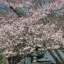 【宇都宮・慈光寺の桜】だいたい3分咲きといった所でしょうか 見頃は来週末あたりかな